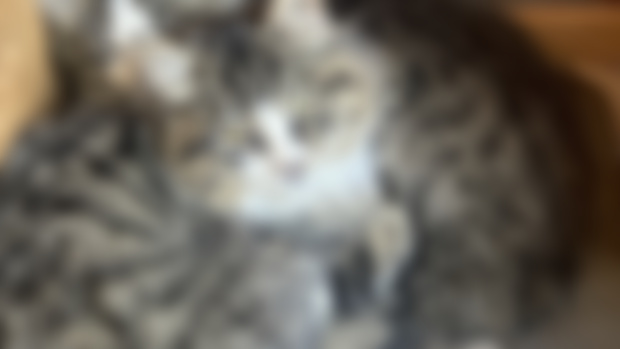 Barn Kittens 