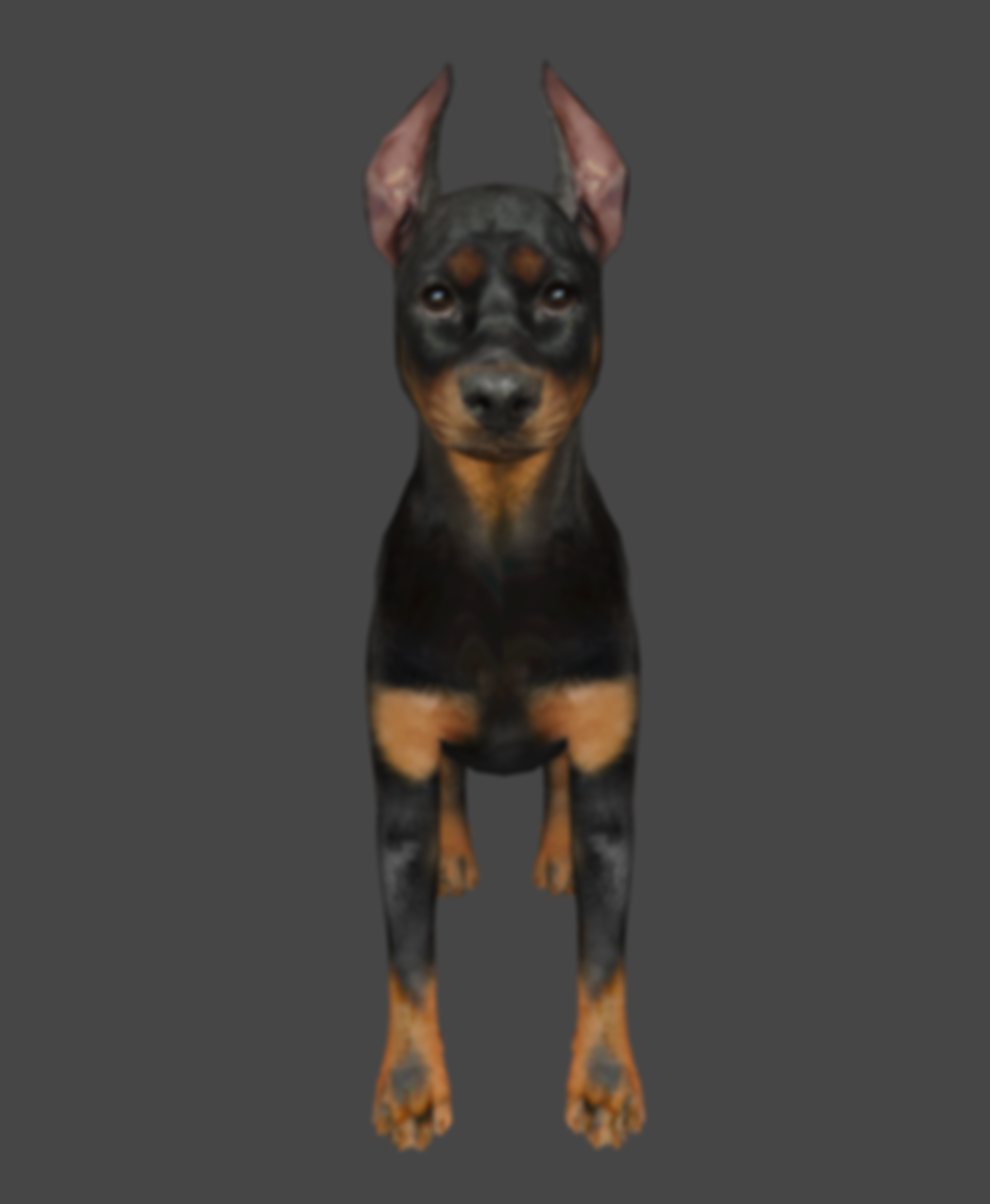 Kurt Meyer Fluweh 犬と蜂 FeatheredFriend Collar ( L size ) | WOLFGANG