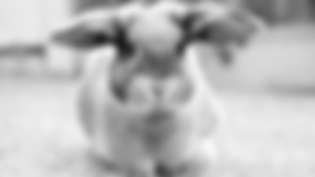 March Rabbit Month 2023