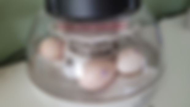 Hatching Yurkeys