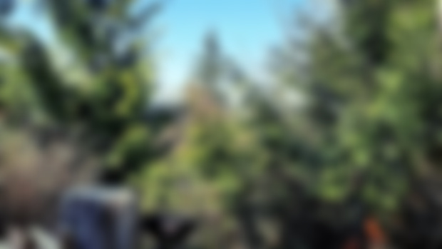 Going Forward: A Hello and an Update.