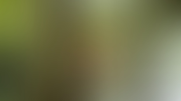 New Zealand Naked in the Forest