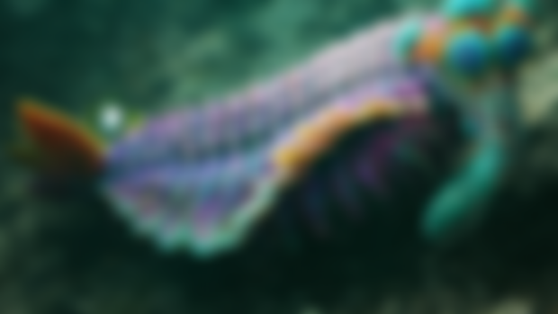 Opabinia Reconstruction Guide