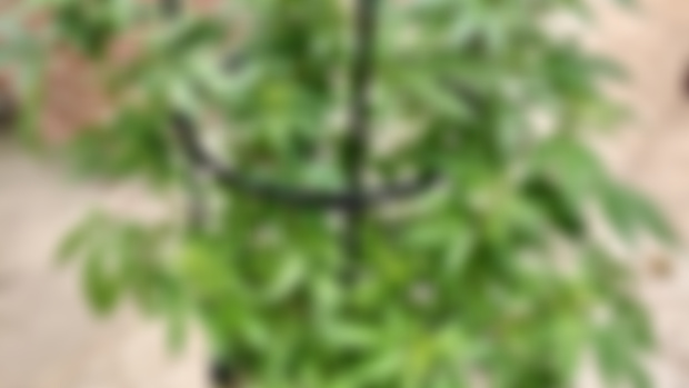 Growing Hemp 
