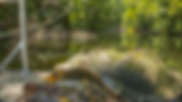 New population discovered! Patreon exclusive