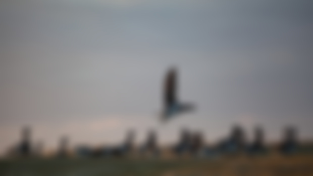 Take a gander at all of these geese ..and that fire..
