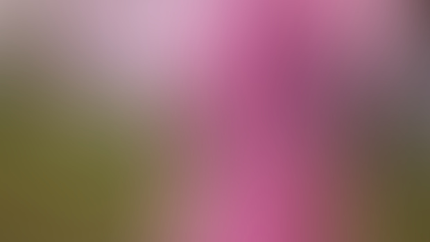 Cherry Blossom Clown