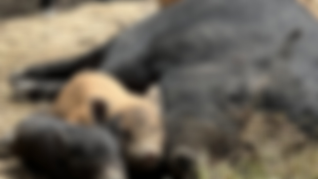 26 Rescue Pigs