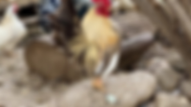 Difficult homesteading decisions: Roosters 