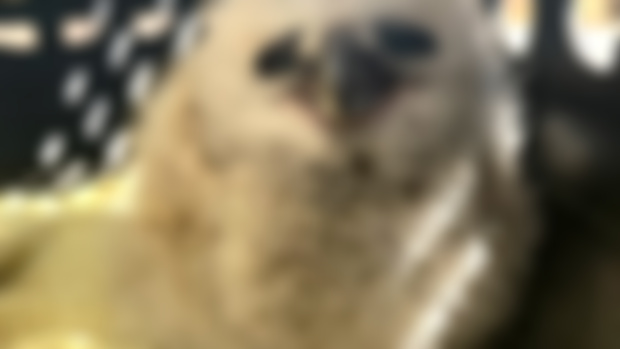 Wildlife Patient Story: Lost Little Owlet + Lots of Spring Updates!