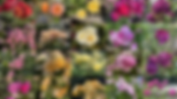Rainbow Montage at the Berkeley Rose Garden