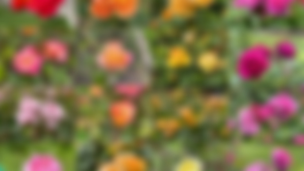 Rainbow Montage at the San Francisco Rose Garden