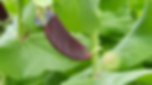 Mange Tout Update