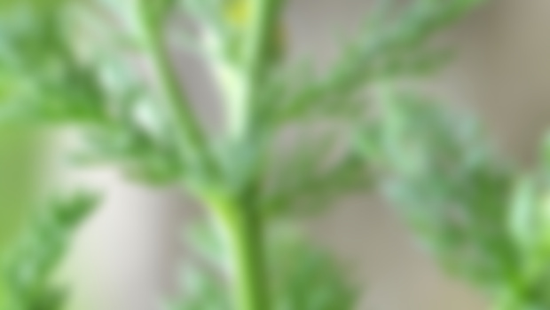 Pineapple Weed infused honey