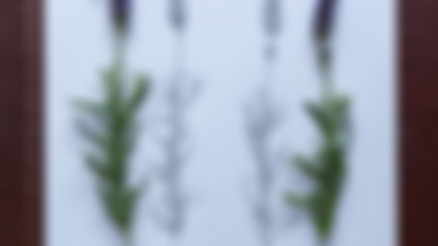 Lavender for Gemini