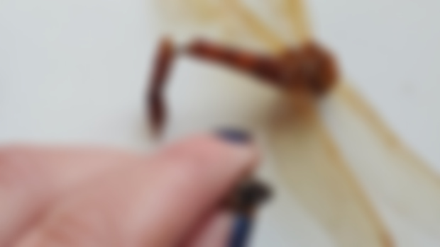 Dragonfly Eye Repair