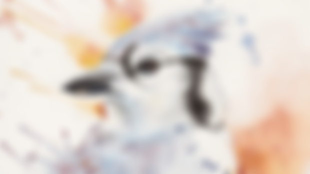 Bird Study Early Access