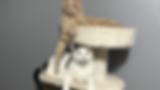 My cats
