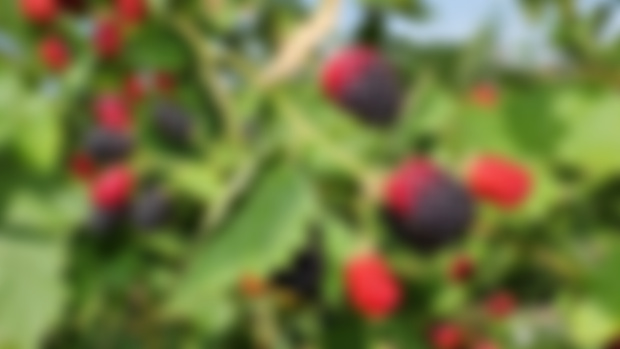 Blackberry Recipes 