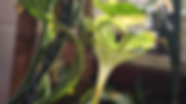 Patreon Exculsive Plant Tour is Uploading!