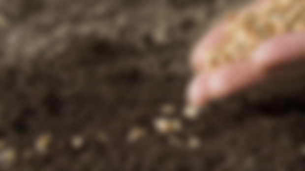 Seed Saving