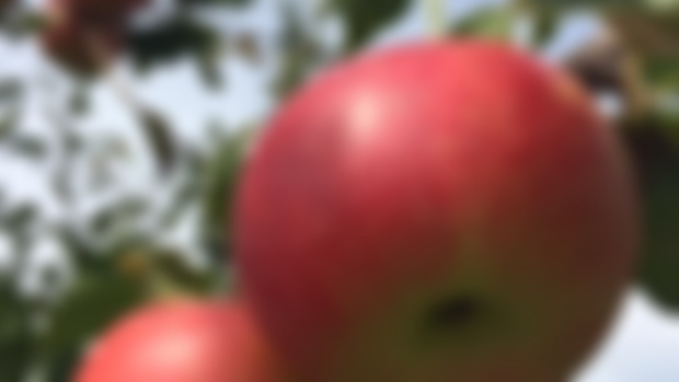 APPLES 
