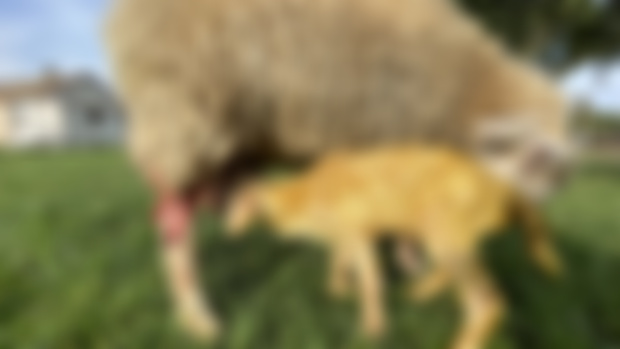 Missy just had a huge ram lamb!