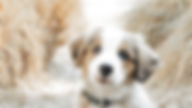 Complete Feng Shui News