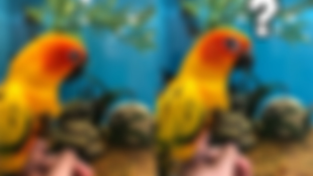 The Sunny Side and Challenges of Sun Conures 🌞🦜