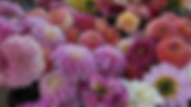 Dahlia tuber presale code! 
