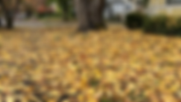 Autumn