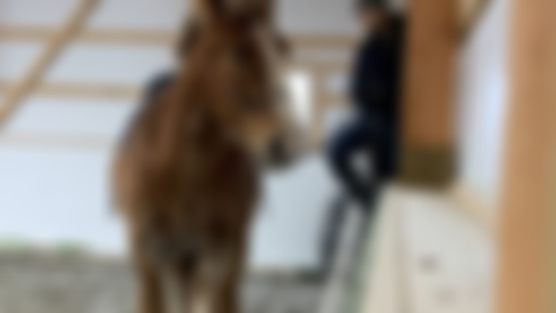 Teaching a horse how to park 