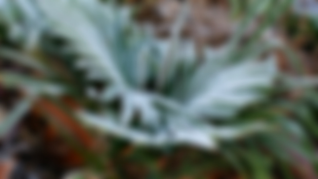 December plant photos, winter has arrived