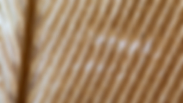 New Project concept: Feathers, In Detail Like You've Never Seen Before