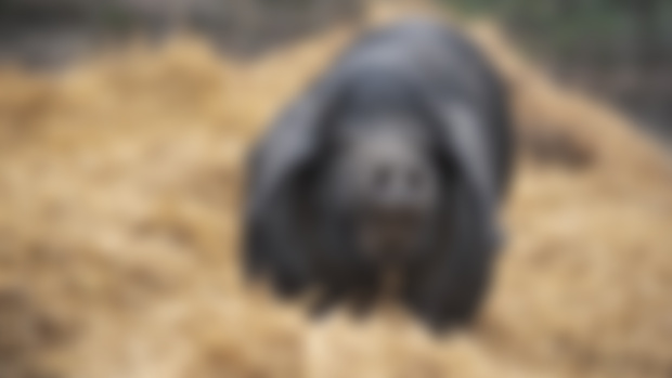 Pig Project Update 