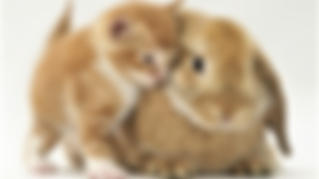Do animals also have emotional lives?