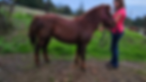 New horse?!
