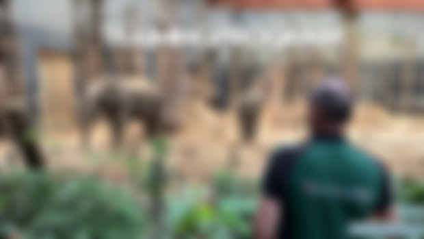 Creating an elephant training program