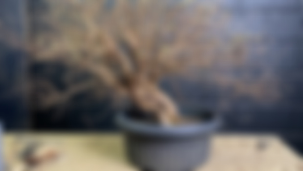 Two trees or one?