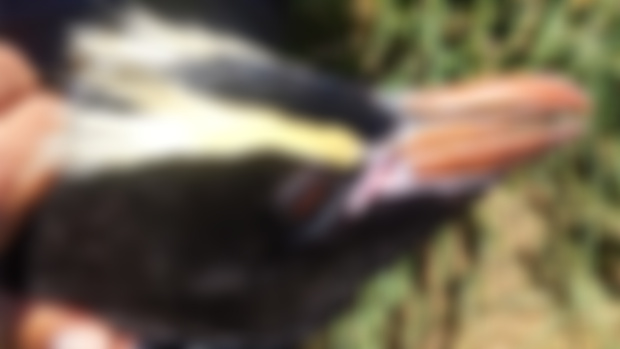 Erect-crested penguins on the move