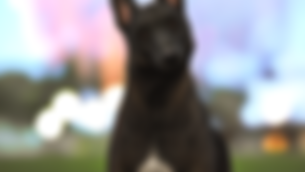 Malinois Emori - DOWNLOAD