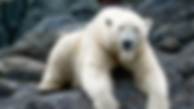 Funny animal