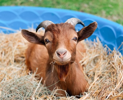 Goats of Anarchy