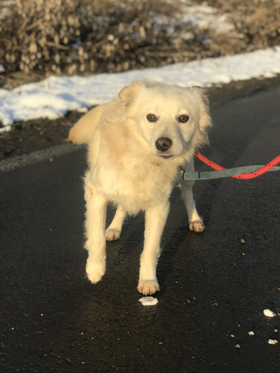 Amicii sales dog rescue