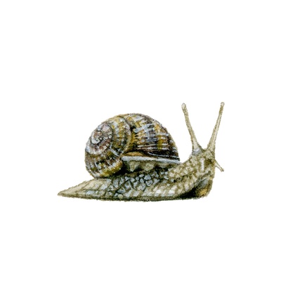 reward item