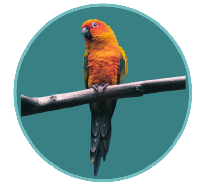 reward item