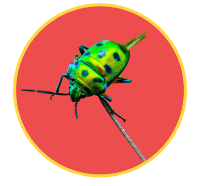 reward item