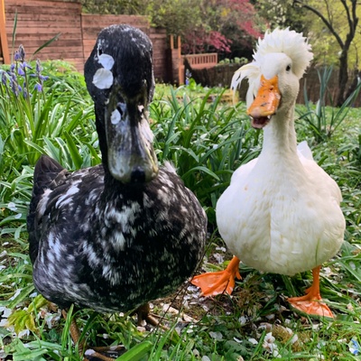 What to expect from life with ducks! — Dusty and Otter Duck