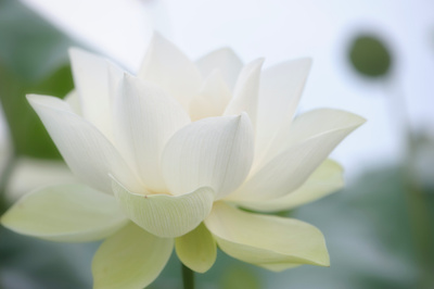 Lucia Grace Is Creating Healing Yoga Classes Meditations Somatic Astrology Forecasts Patreon Lucia Grace Is Creating Healing Yoga Classes Meditations Somatic Astrology Forecasts Patreon