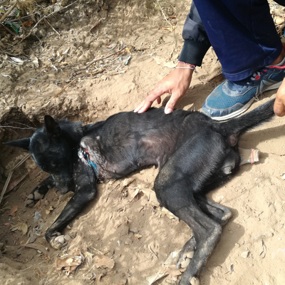 Paws of Nusa Penida | creating a dog & cat sterilisation program & dog sanctuary | Patreon Paws of Nusa Penida | creating a dog & cat sterilisation program & dog sanctuary | Patreon